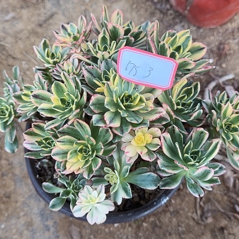 多肉植物甜茶675号