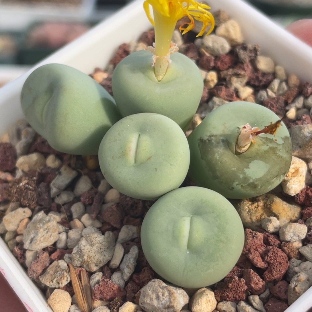 玻尿酸大嘴植物一物一拍