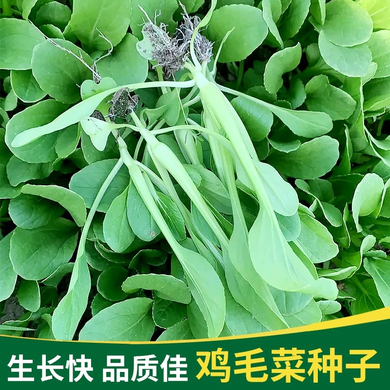 鸡毛菜种子种籽四季菜籽孑大全小白菜阳台专用盆栽上海青蔬菜油菜