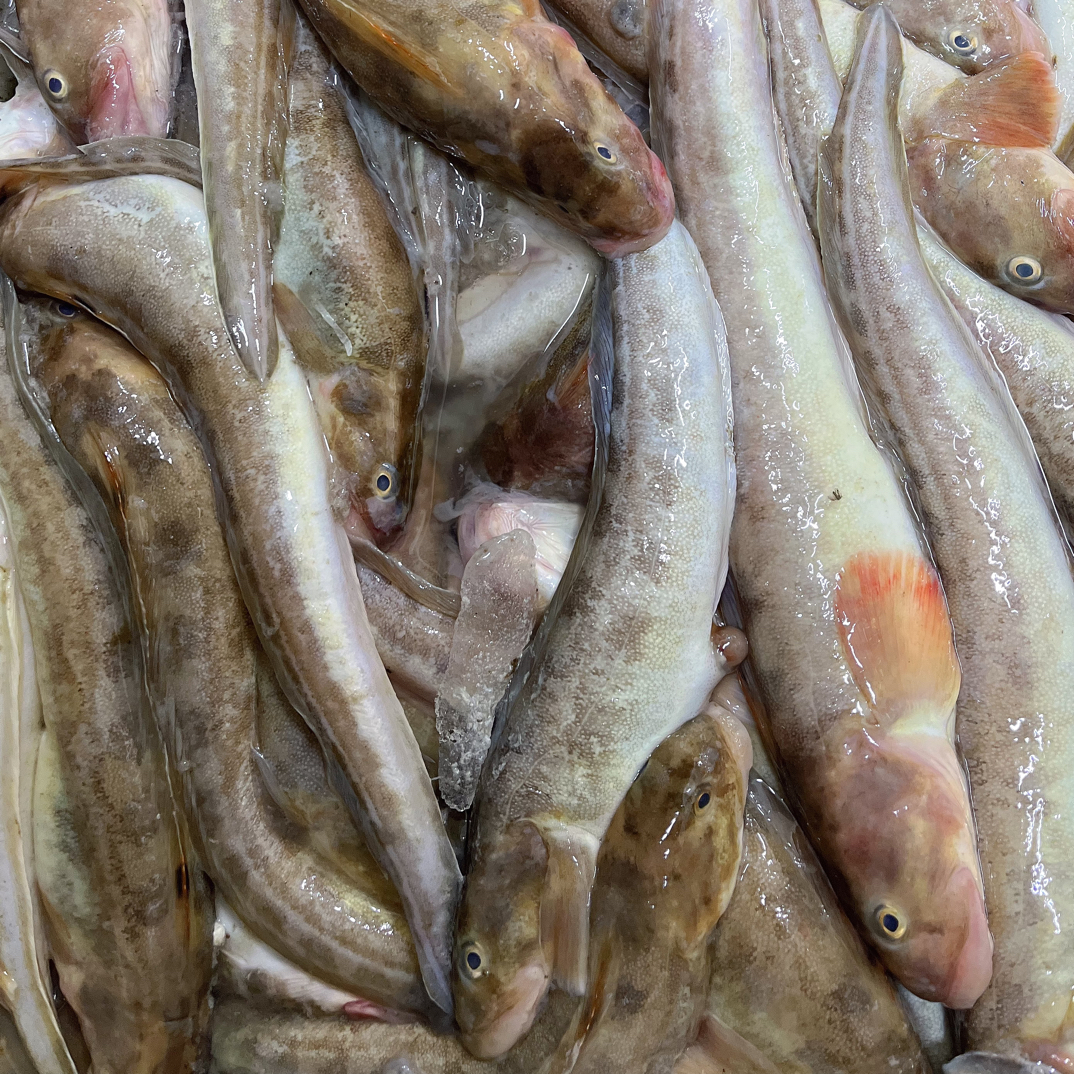 大连野生鲶鱼4斤