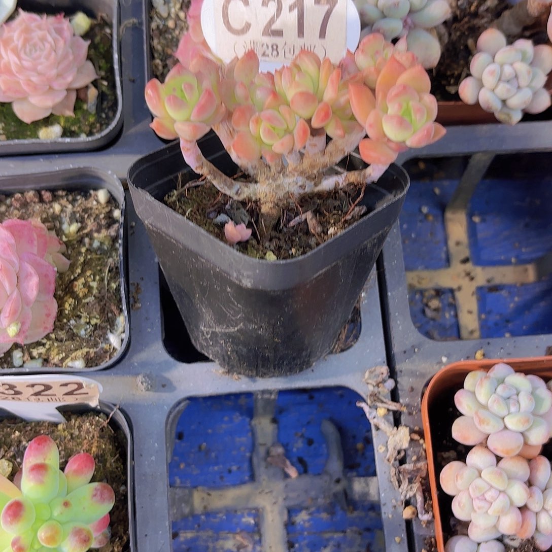 C217马库斯一物一拍