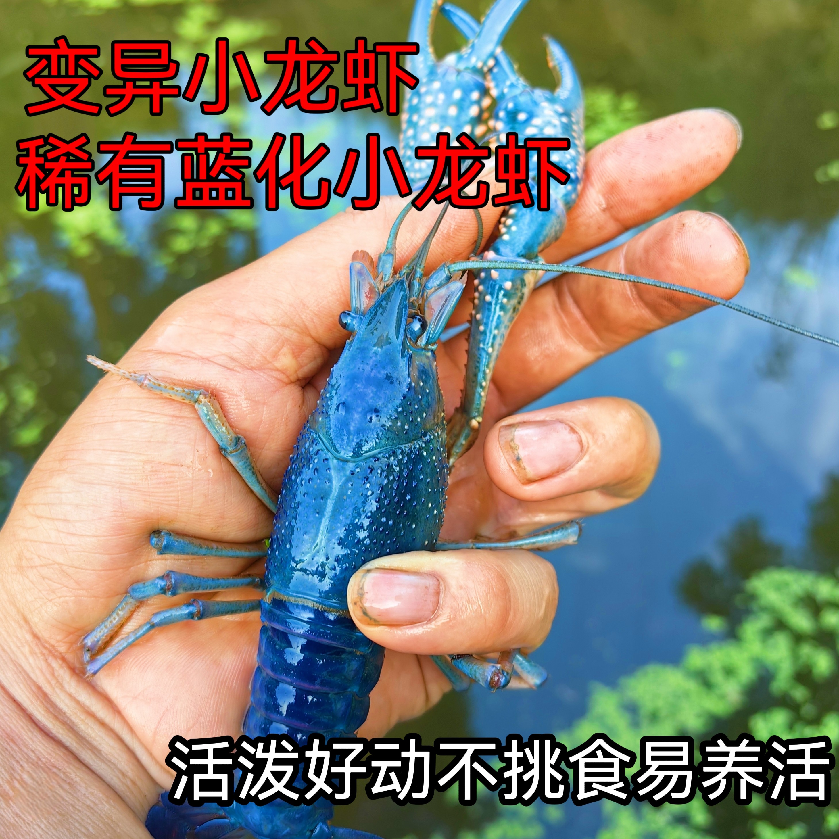 蓝色小龙虾变异小龙虾克氏原螯虾冷水虾蓝化虾可作宠物观赏