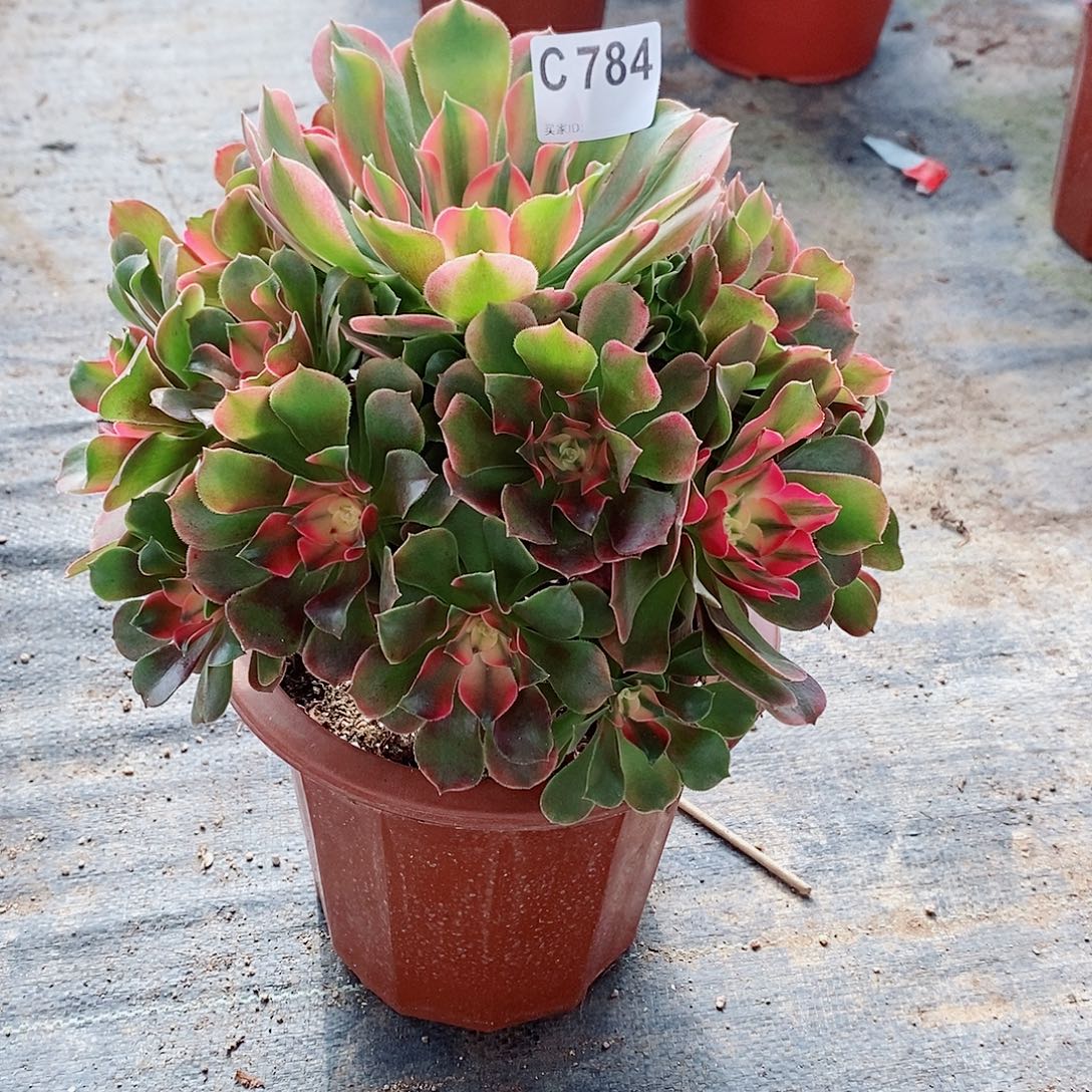 香妃794多肉111111