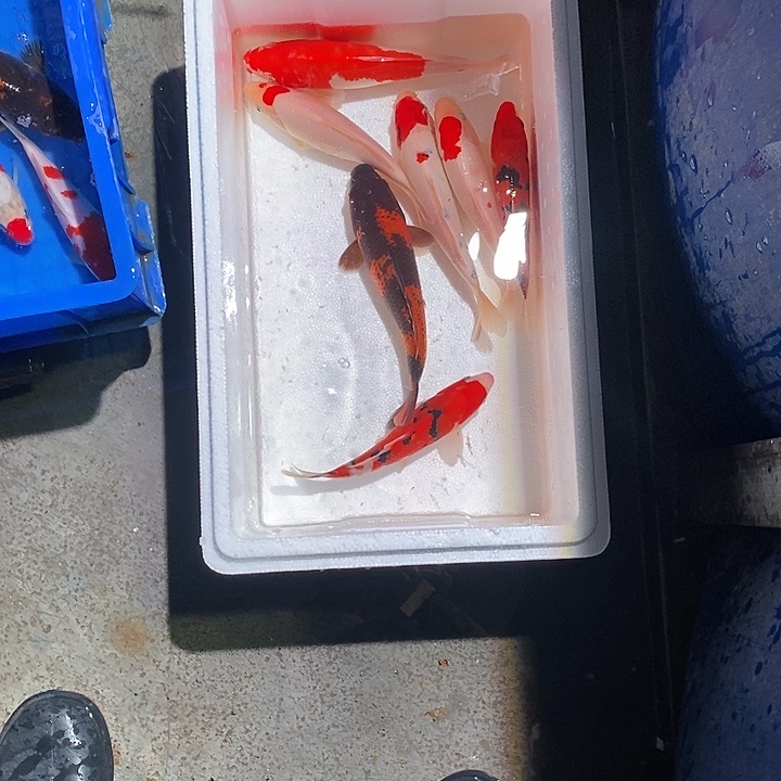 吴***️锦鲤锦鲤活鱼开箱包活