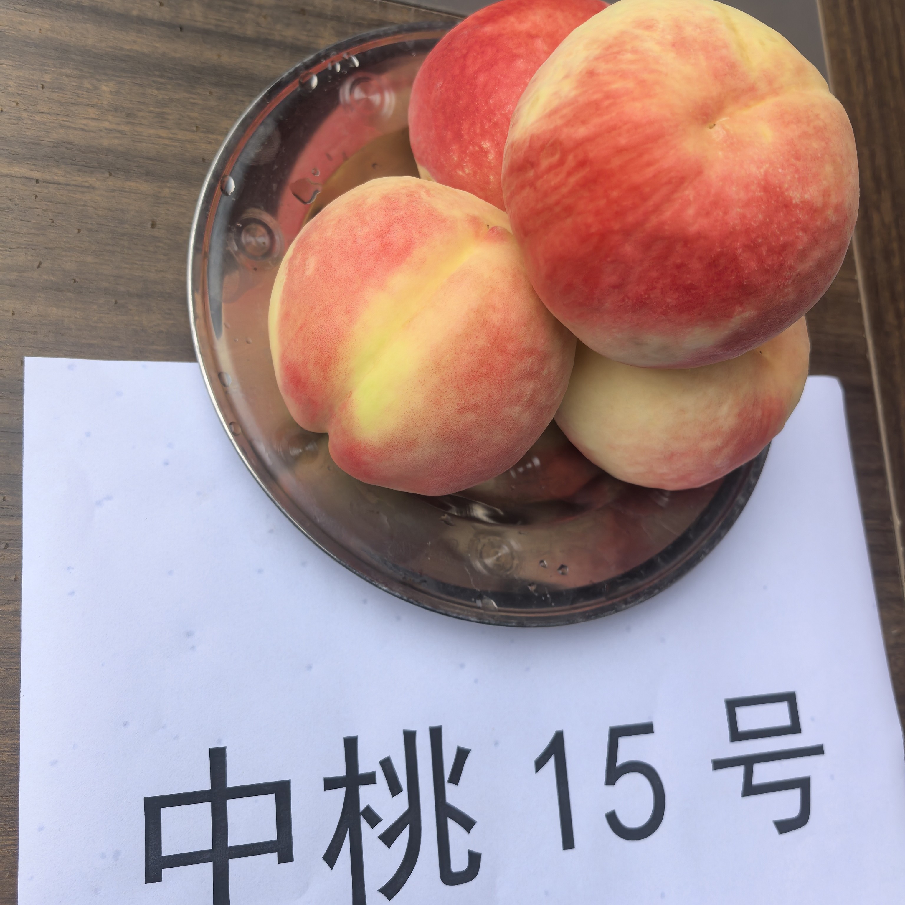 水果树苗  中桃15号6月下旬成熟   12月份发苖