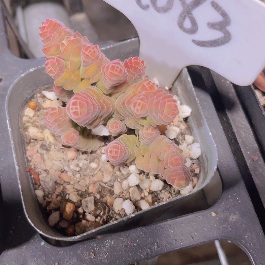 雪容塔a083一物一拍