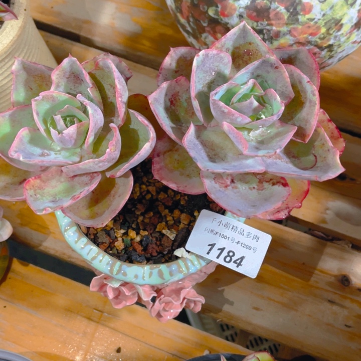 谢谢你的支持000001184