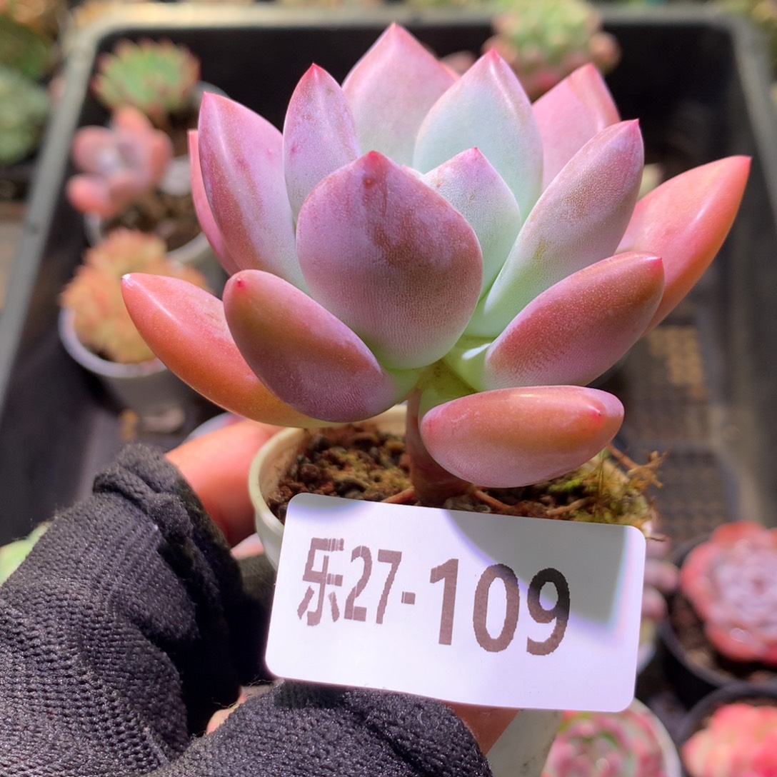 乐然27-109 奥普琳娜 