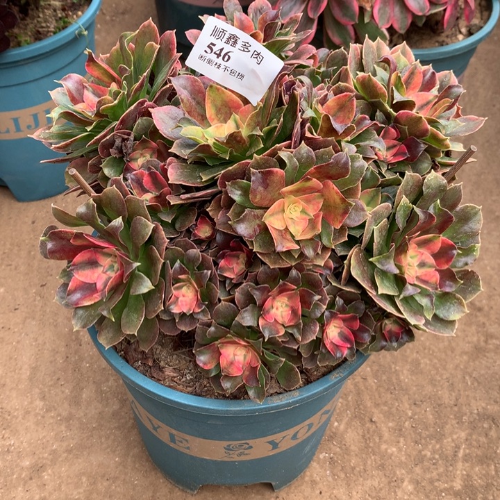 546香妃多肉植物特价
