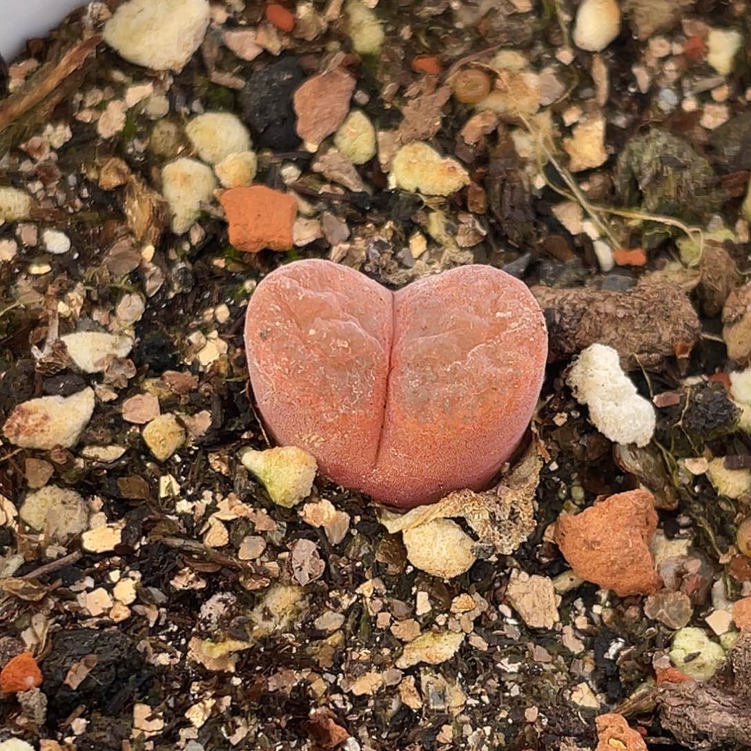 26-18红风铃多肉植物