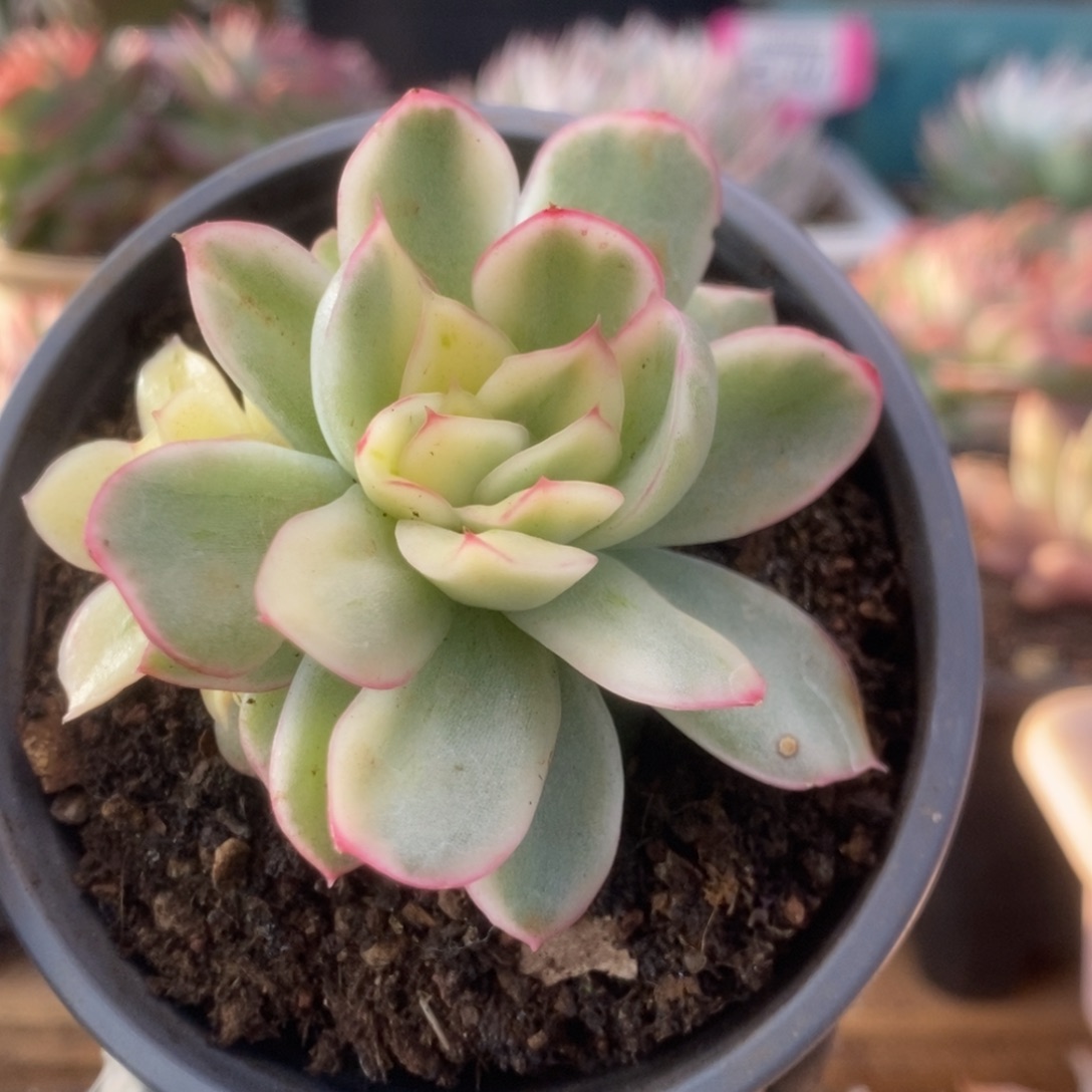 143东云杂锦锦锦锦锦锦