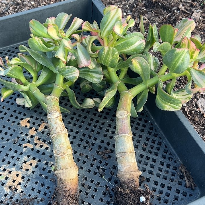 卷叶七彩蝶中斑锦