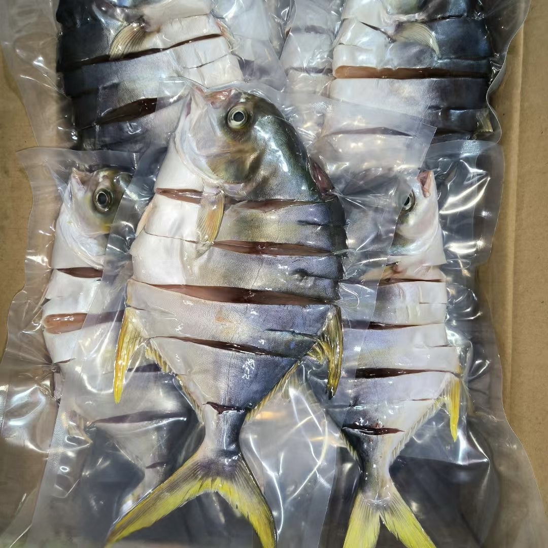 北海深海捕捞活晒黄金鲳鱼