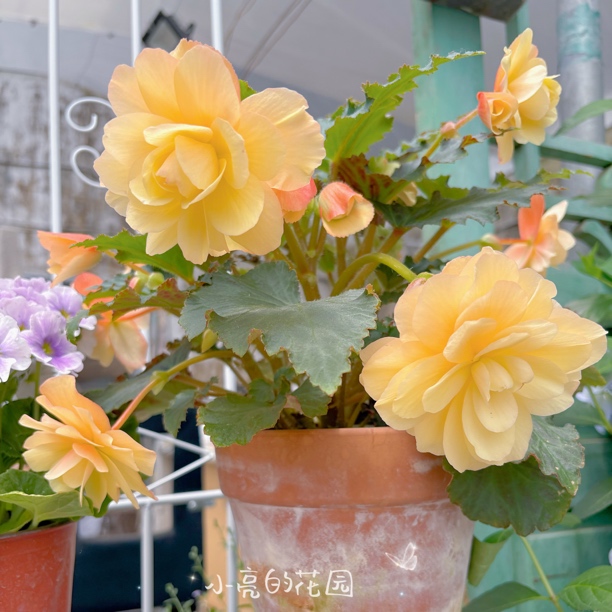 【浓香白桃】景观海棠多年生室内花卉 只包到手不包养护