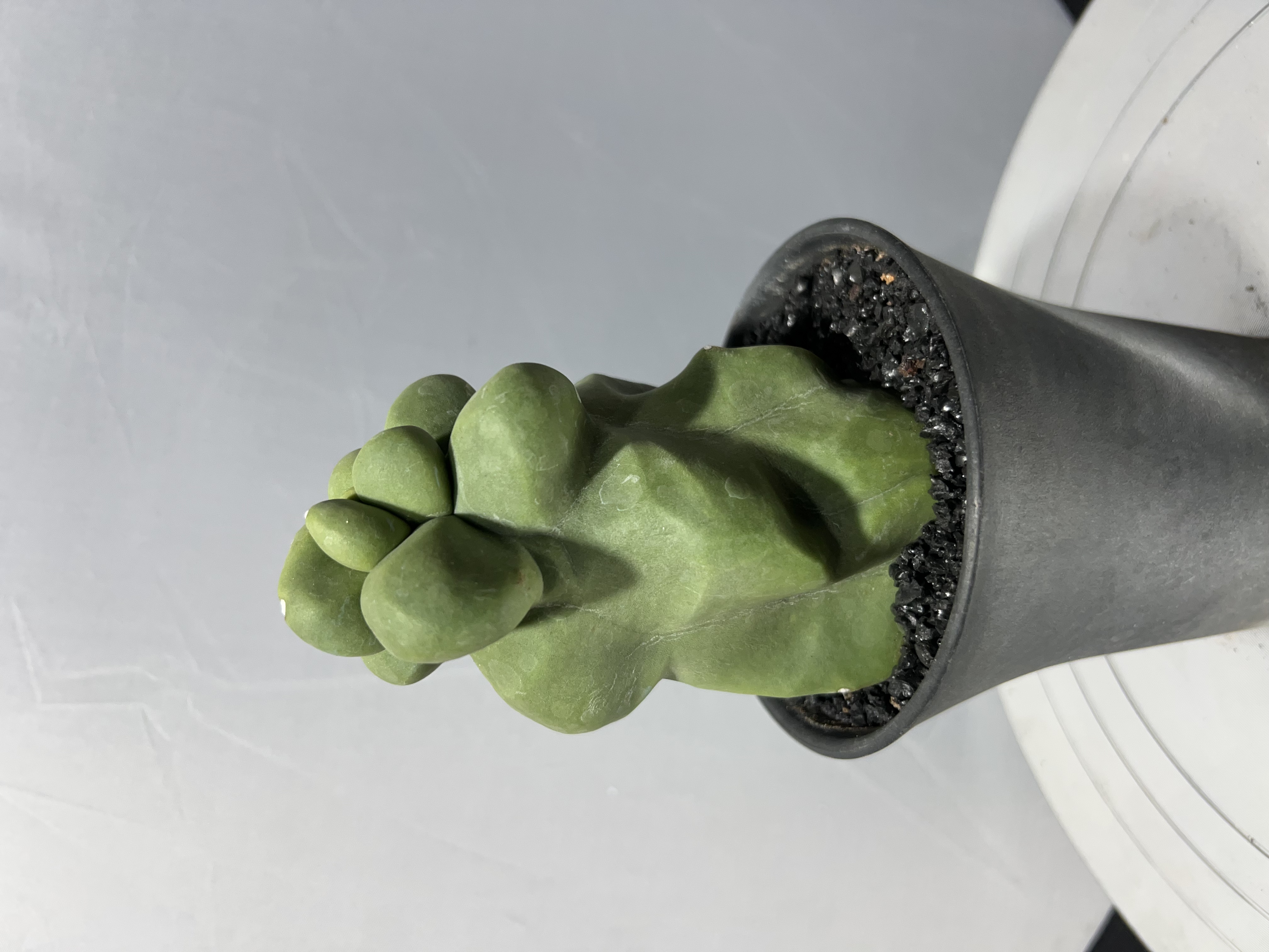 适合室内散光养无刺可爱上帝阁自根仙人柱