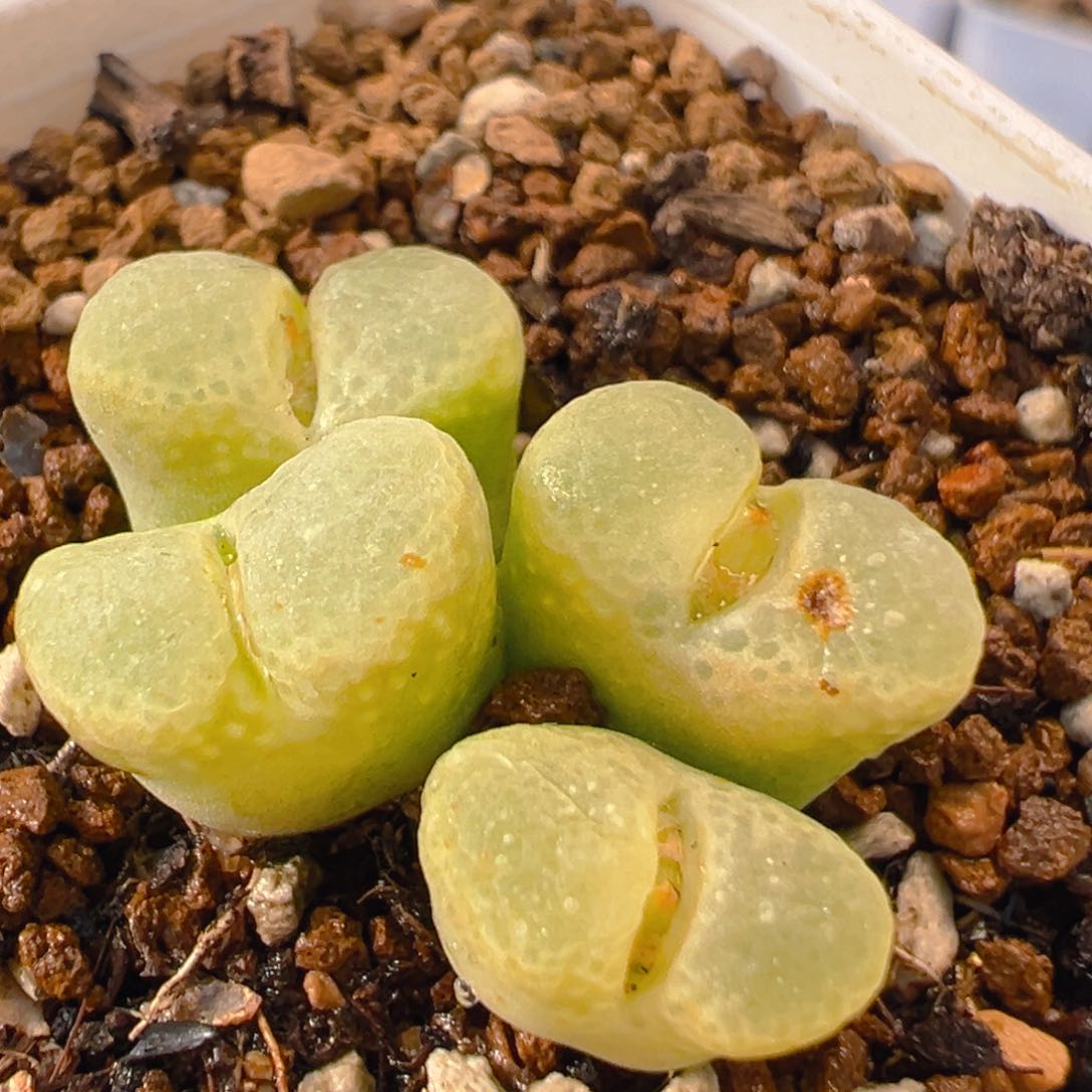 71多肉植物百科名片