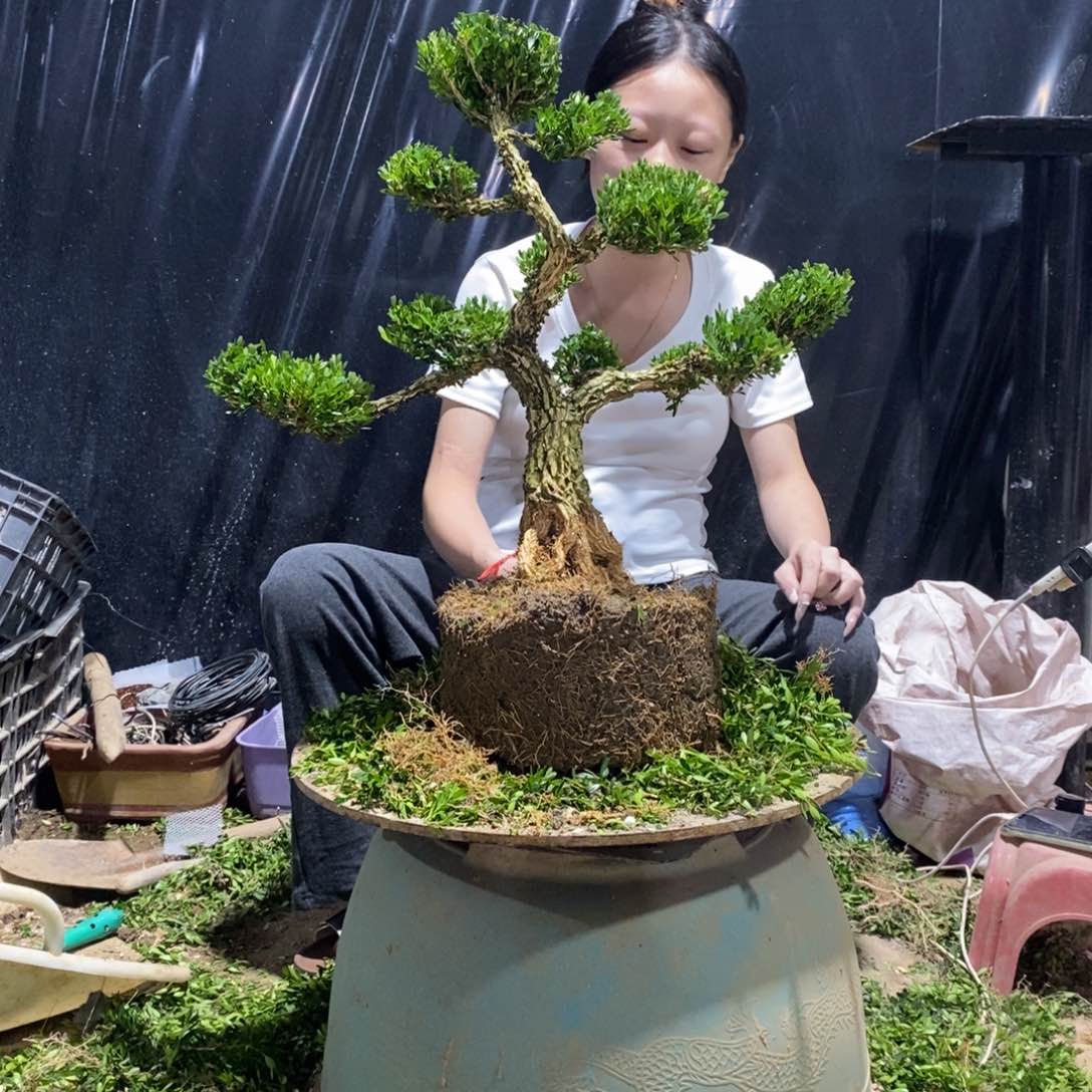 无花朵畅****徐黄杨盆景