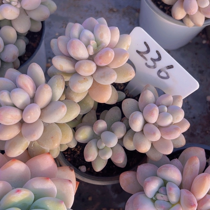 健健康康平平安安