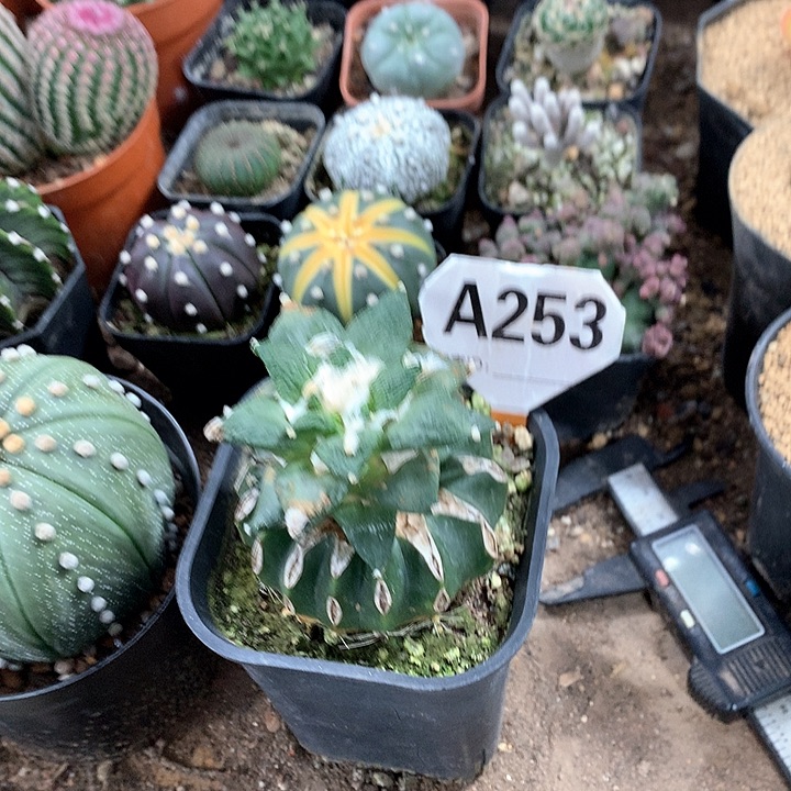 深***飞3333333333333333333