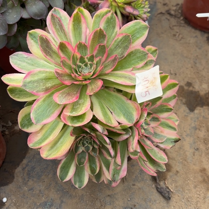 火龙果多肉法师3045