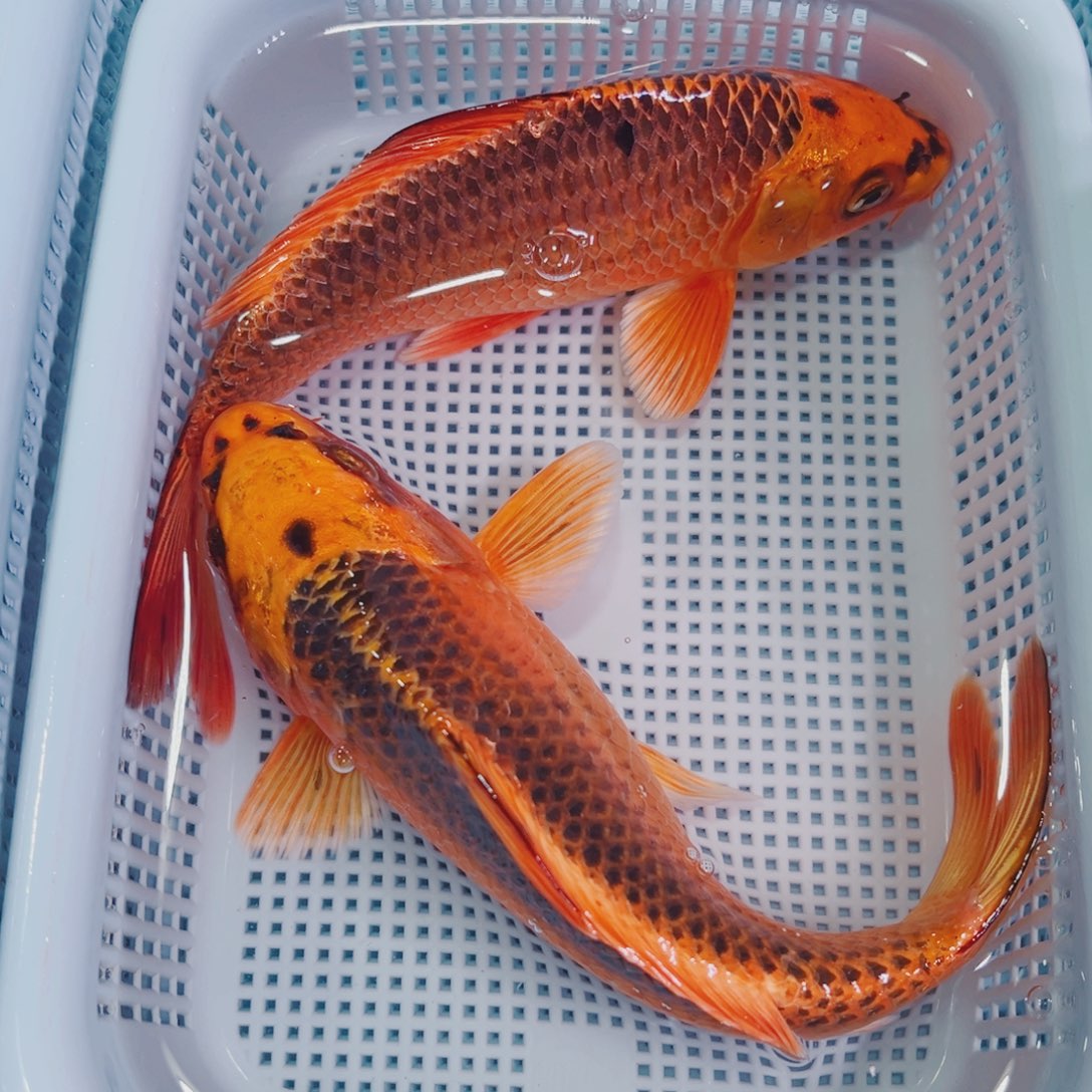 锦鲤锦鲤冷水鱼观赏126