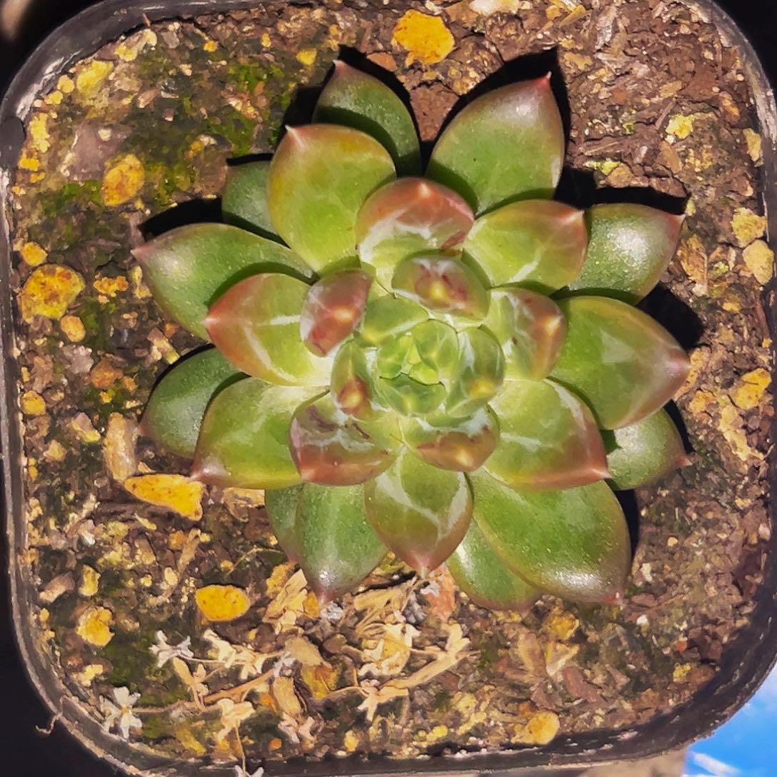 桔云多肉美人精品系列