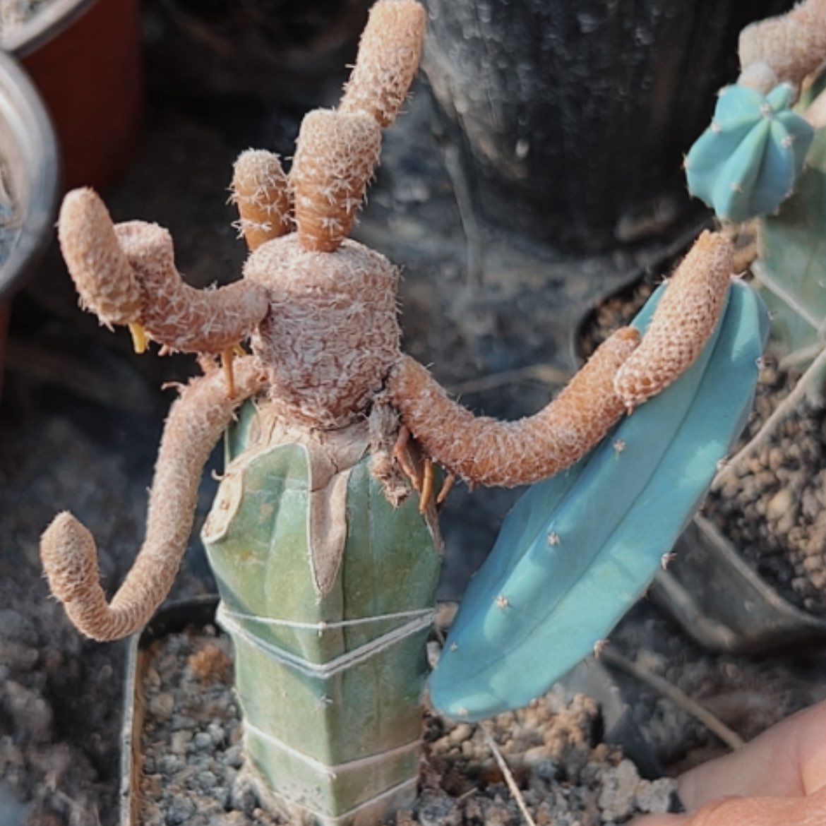 【闪购商品】953白鸡冠