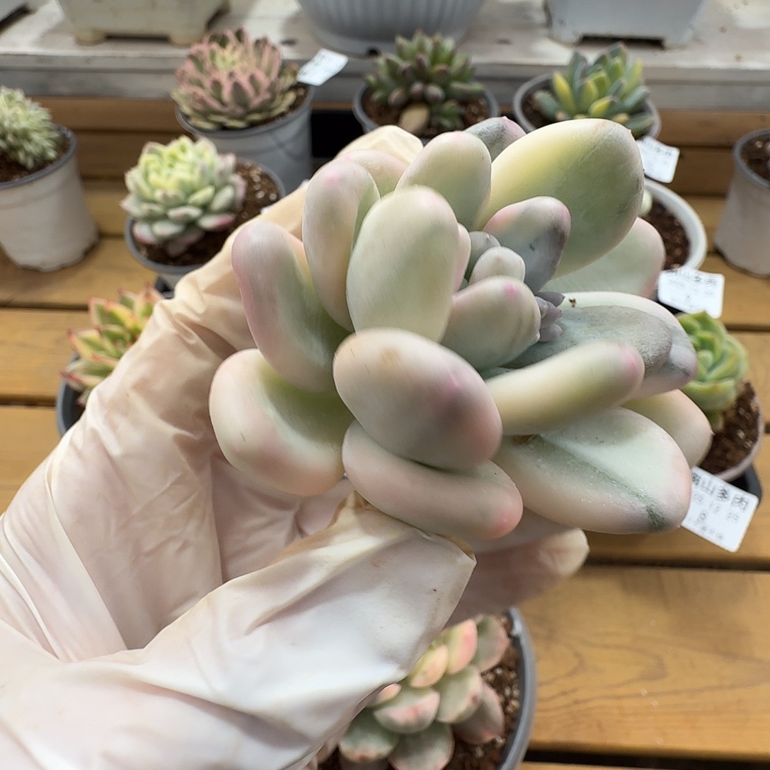 美人杂头盖111225-163