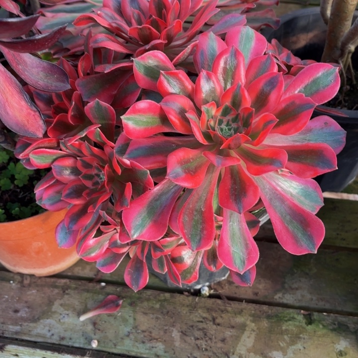 云南女妖好看50号