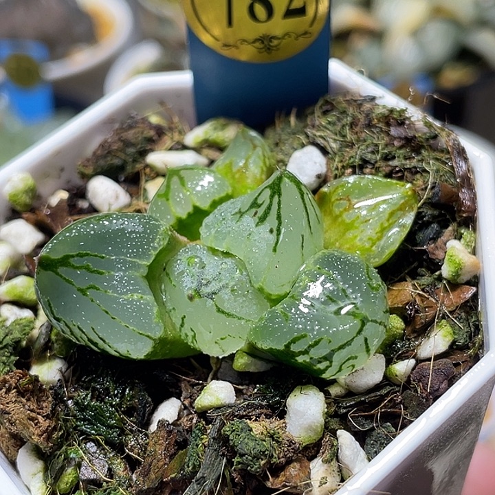 782虞美人特选福利