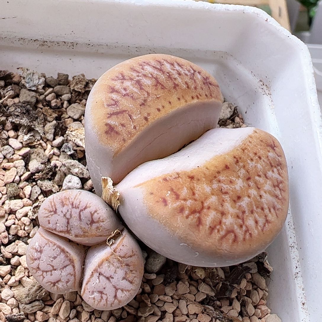 拿铁多肉植物馆…