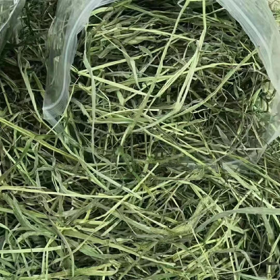 头茬晒干提摩西草北提草兔子豚鼠猪龙猫干草磨牙主食草