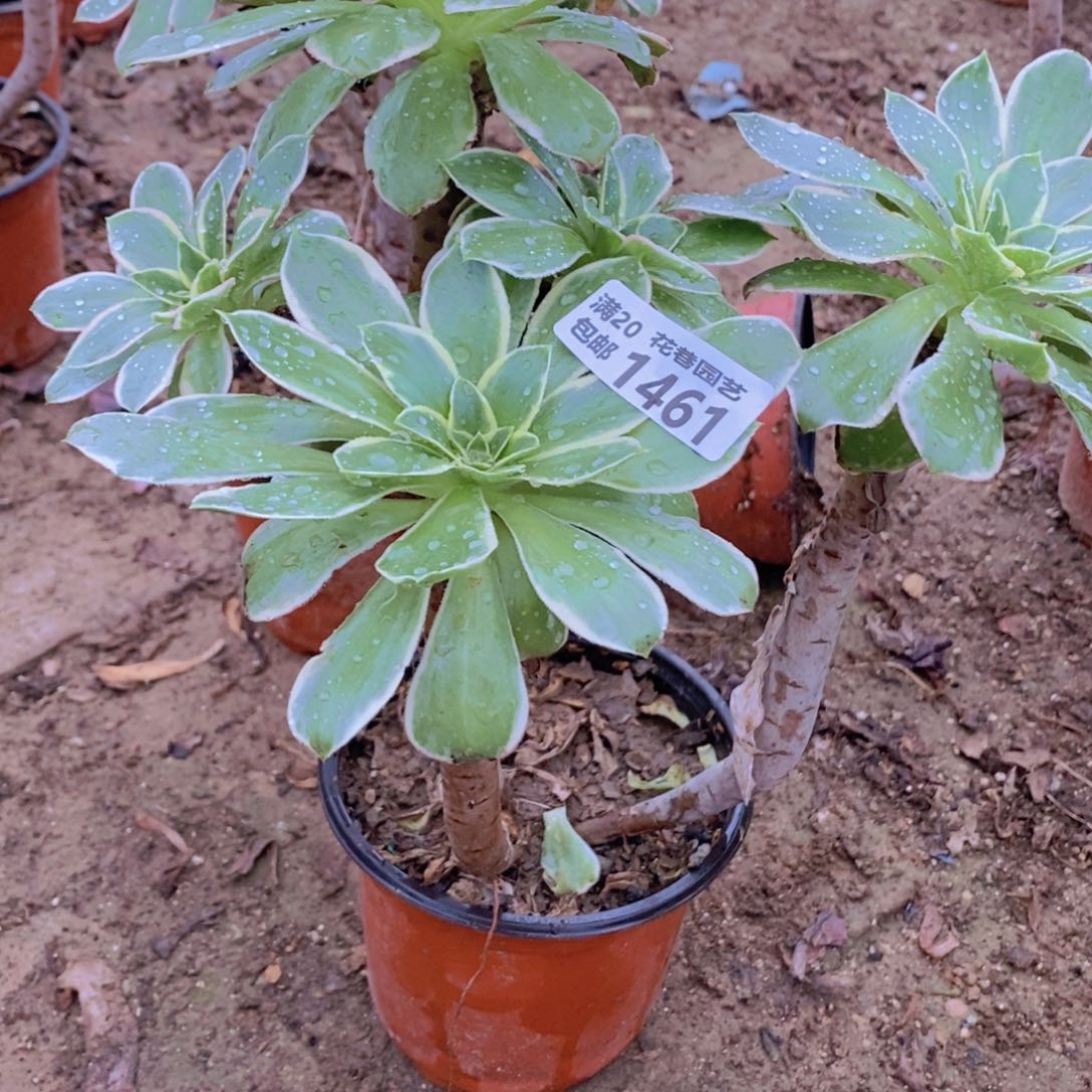 1461 号一物一拍多肉植物