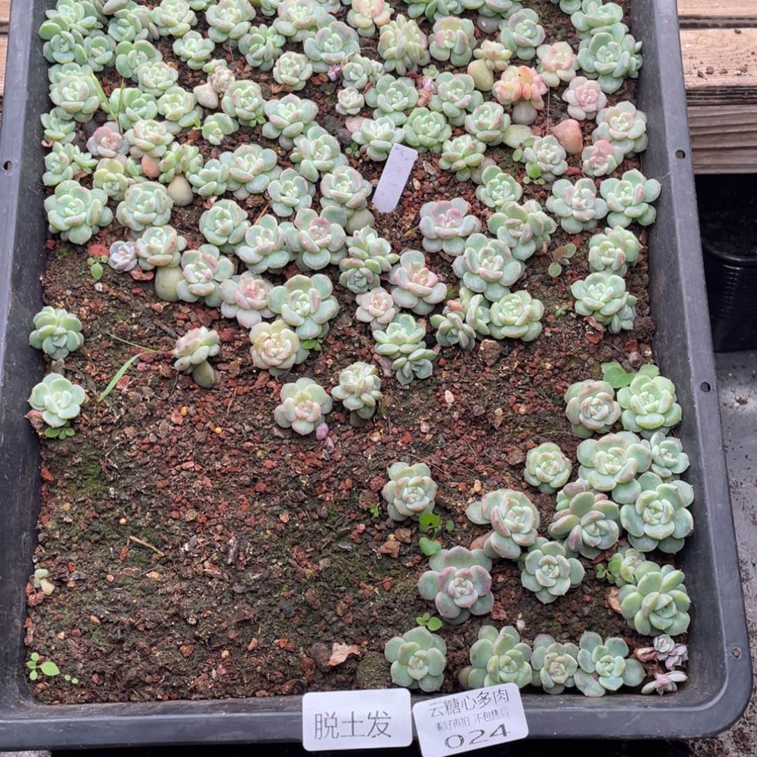 云糖心多肉植物24