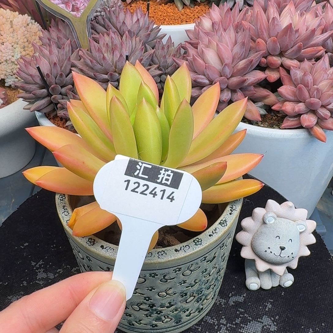 精品多肉植物122414