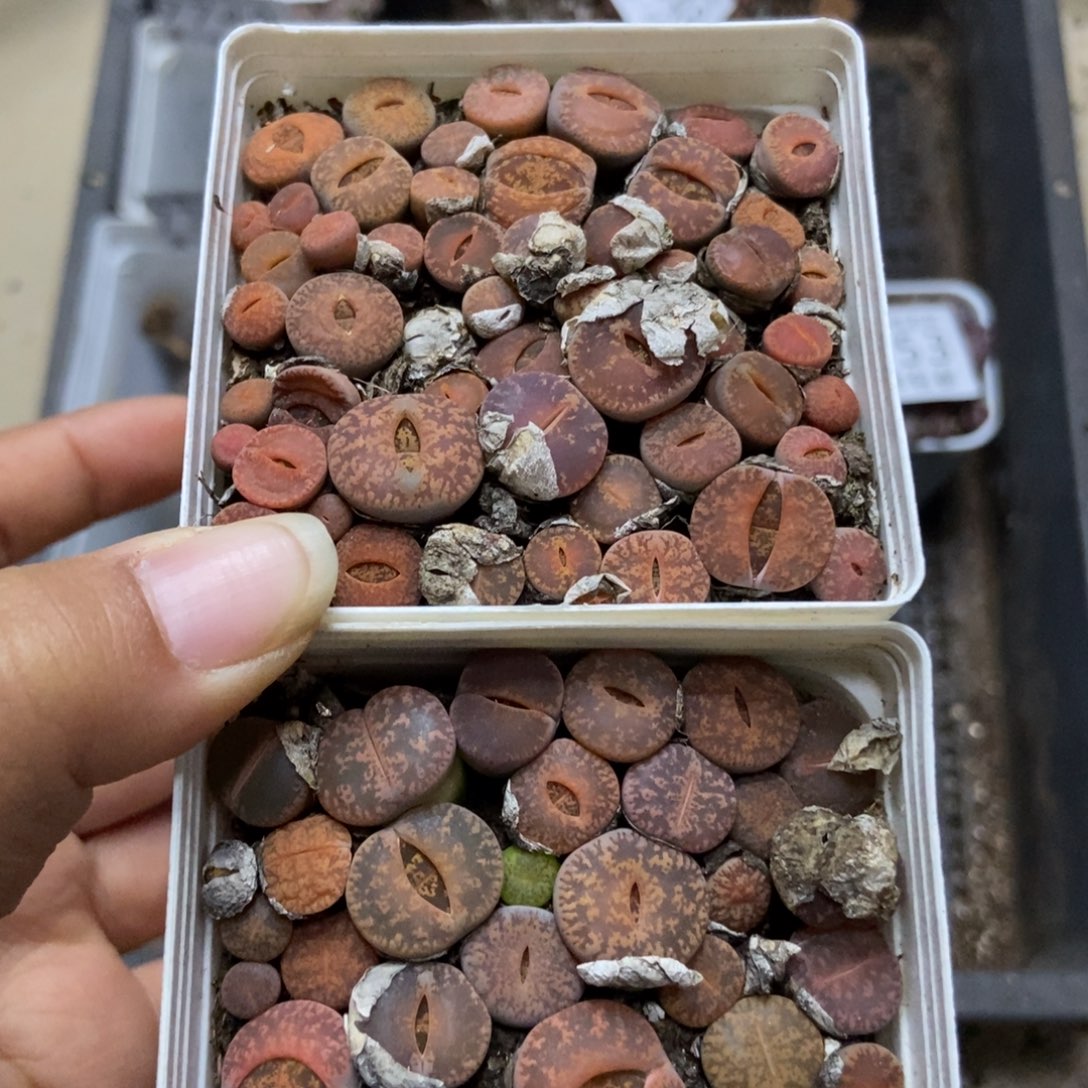 7757特价两盒七方紫熏