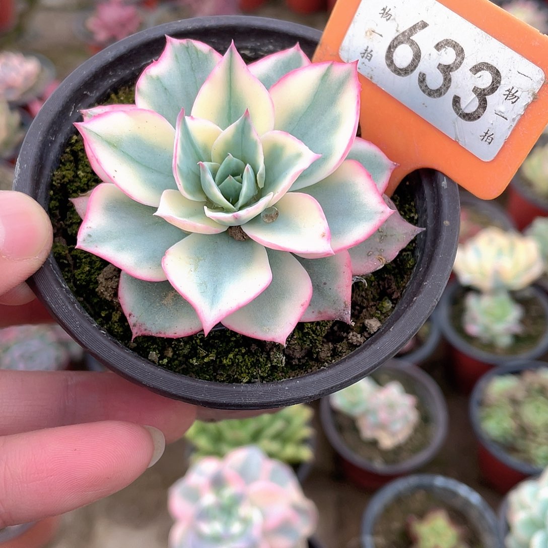 喵***令633号多肉植物组合