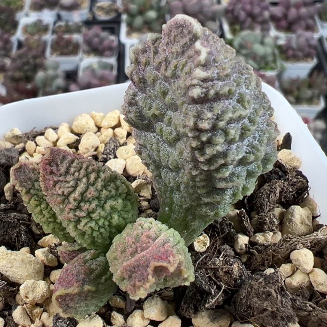 实生新品纹路款多肉植物水泡实生新品