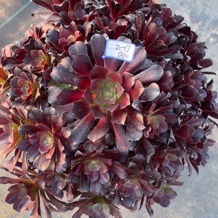 欧姿多肉断枝不包10