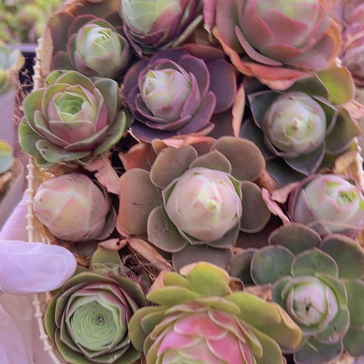 山地玫瑰多肉植物304