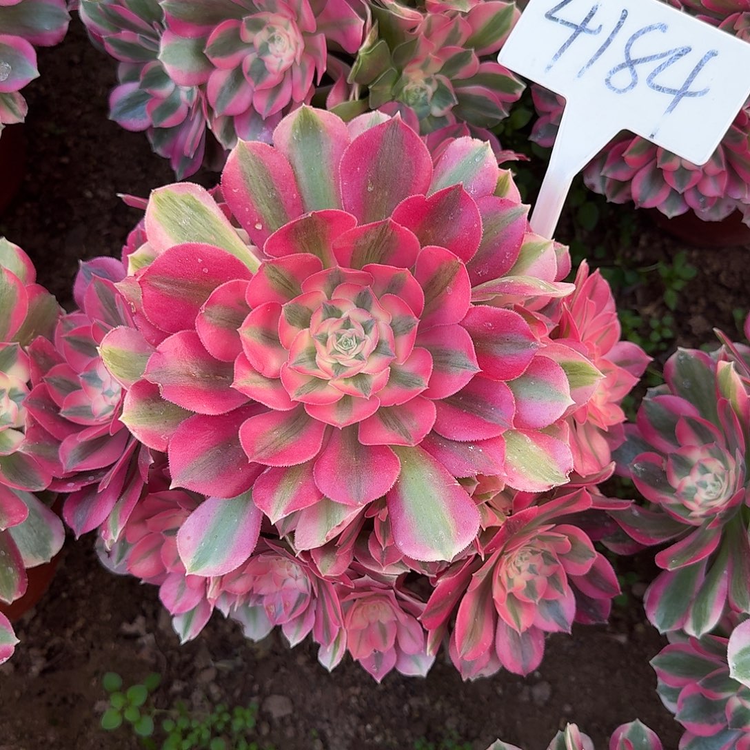 4184粉女巫多肉法师多肉