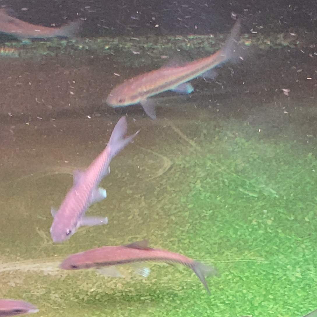 吉罗鱼电站保山苗子8-10cm