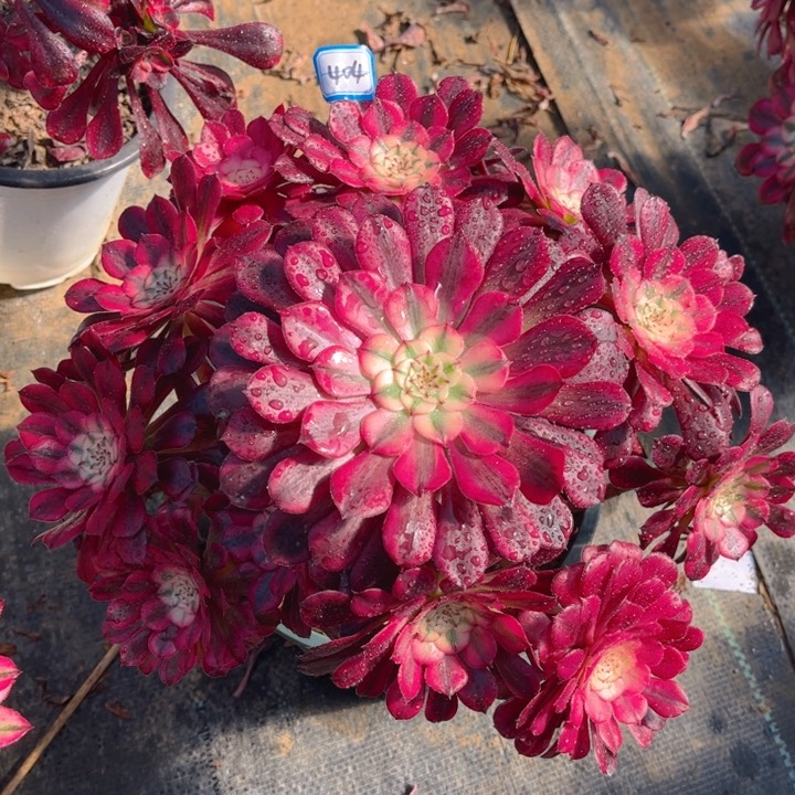 404红彤白多肉法师