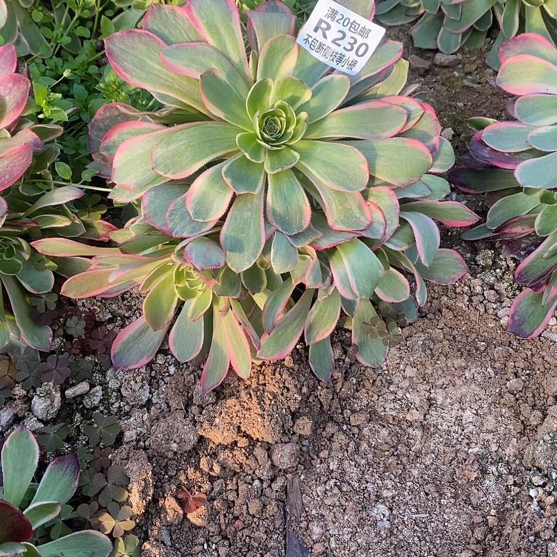 230粉花妖多肉法师锦