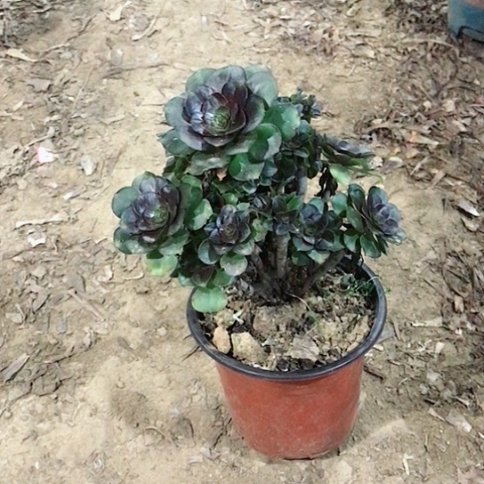 灰圆叶小朵朵0000036