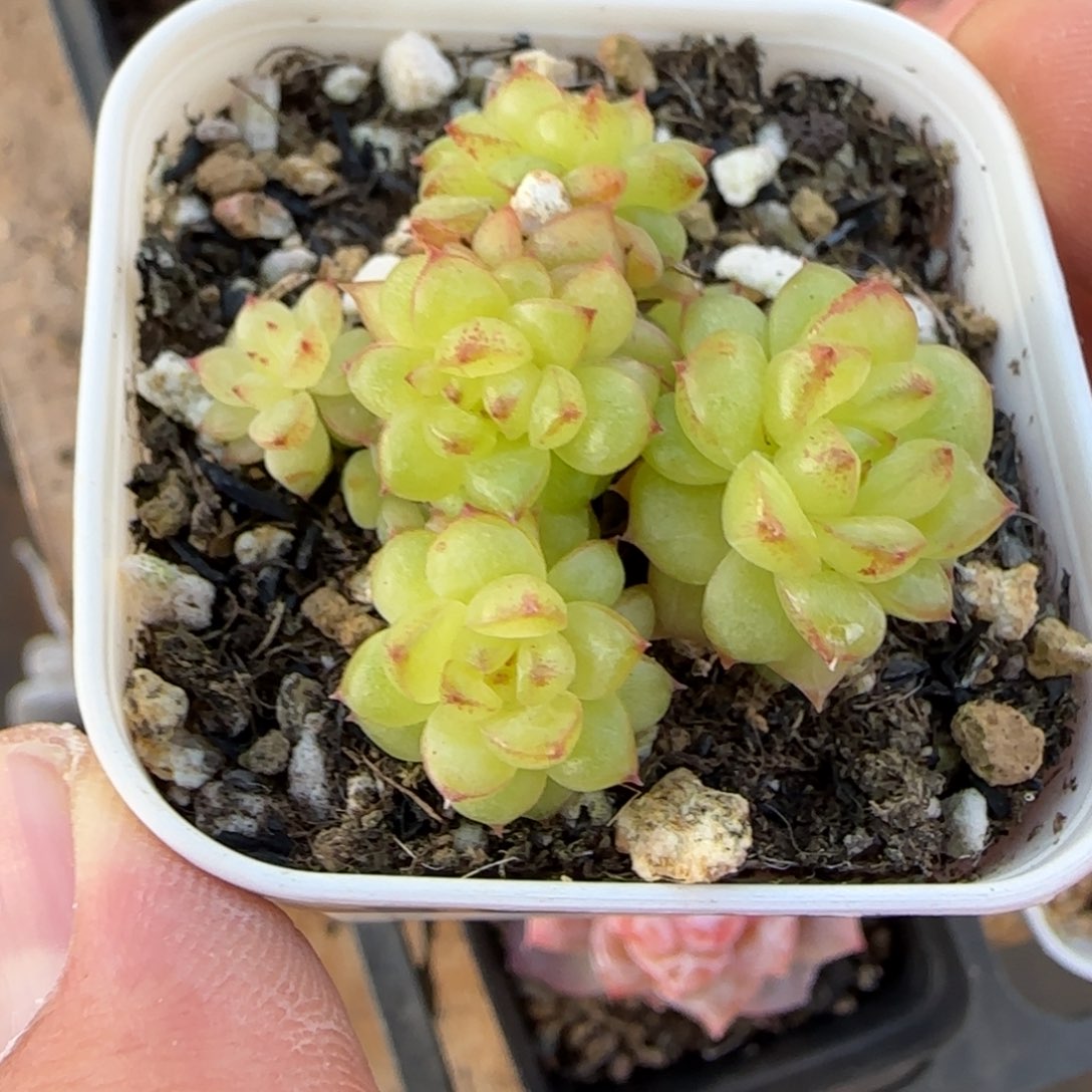一物一拍灯泡群生