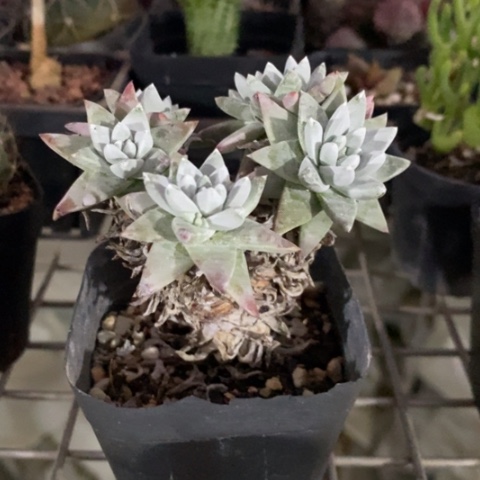 韩版白菊老桩6仙人球