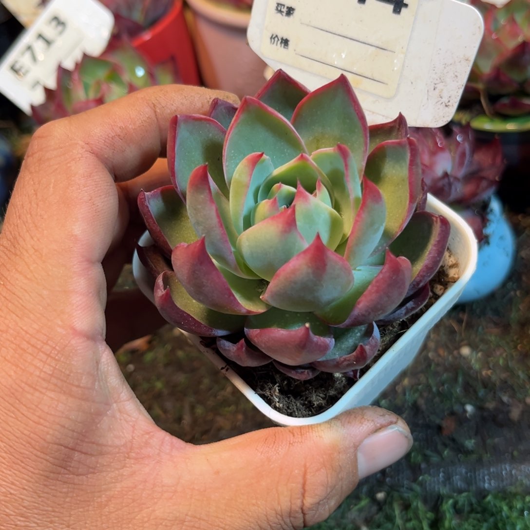 惊鸿一瞥744好多肉