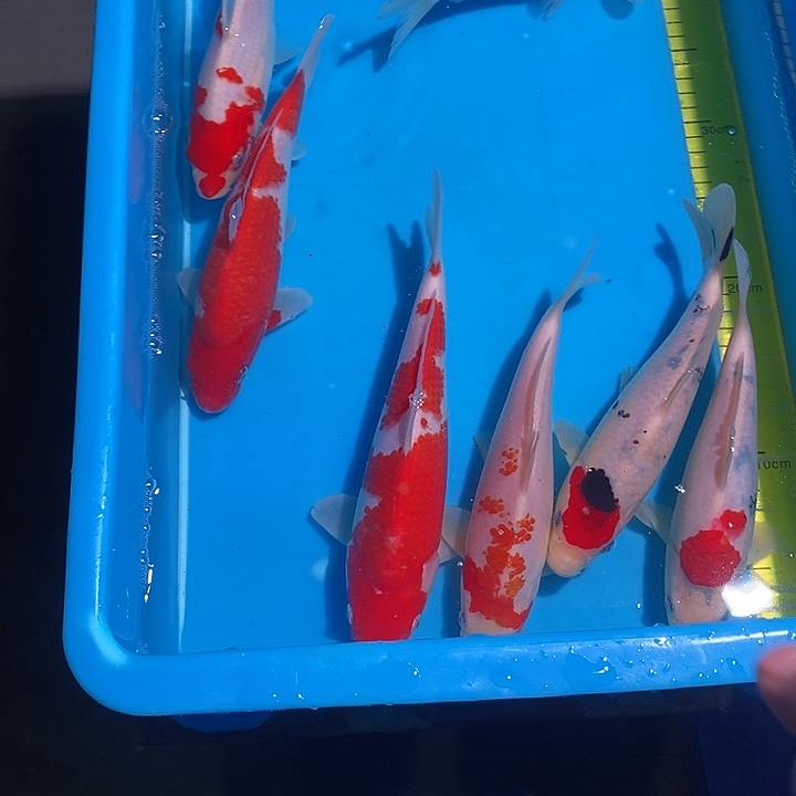 大****锦鲤纯种血统锦鲤鱼