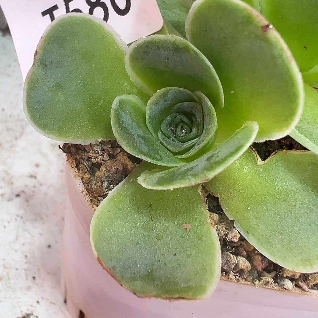 别***爱糖糖580 自留侧芽